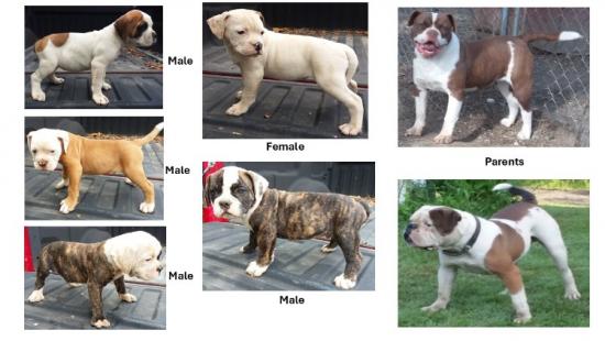 american bulldog puppies