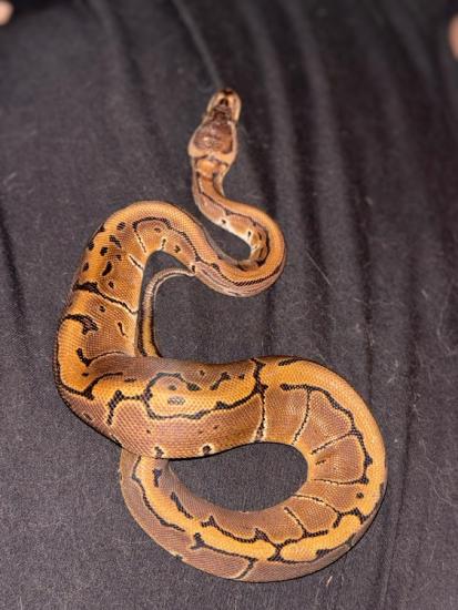 Baby Pinstripe Ball Python