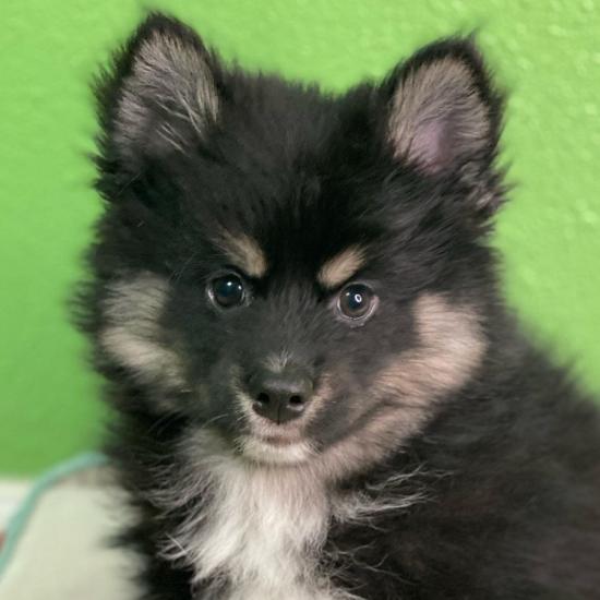 Female Pomsky puppy