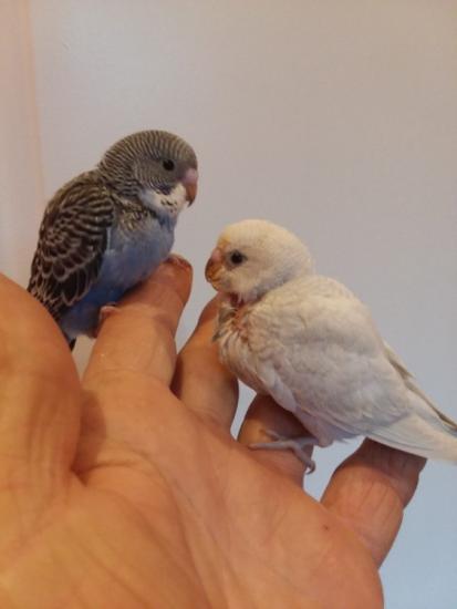 Hand fed parakeets