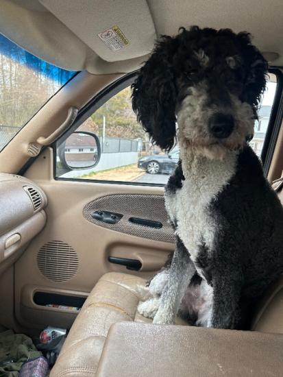 Considering Rehoming 