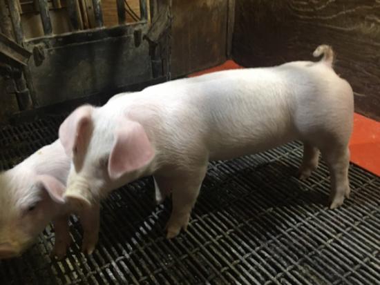 4H Show Pigs for Sale