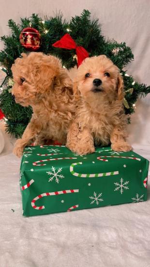 Toy poodle puppy 