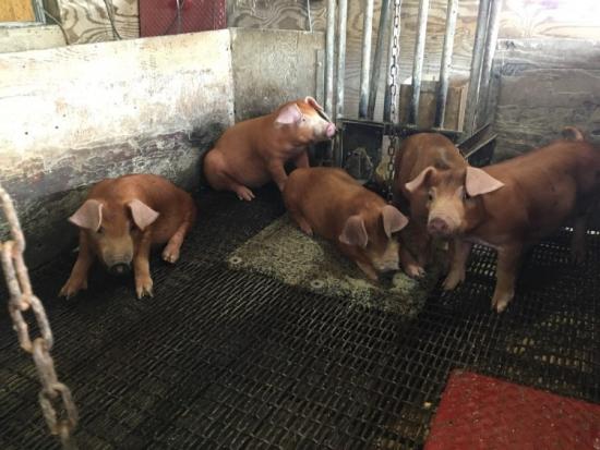 Feeder Pigs for Sale