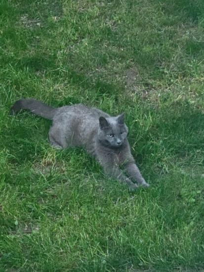 Beautiful female cat free to her forever home!!!