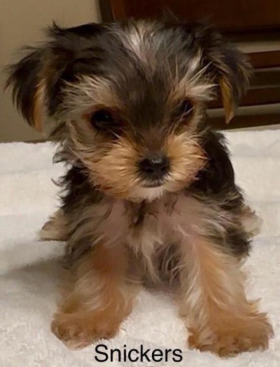 Yorkshire Terrier Puppies