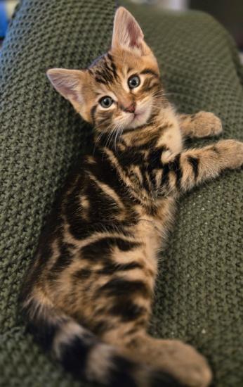 Pedigree Bengal Kittens