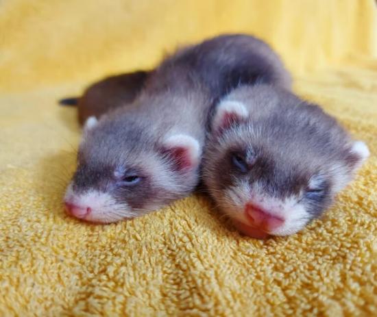Ferrets