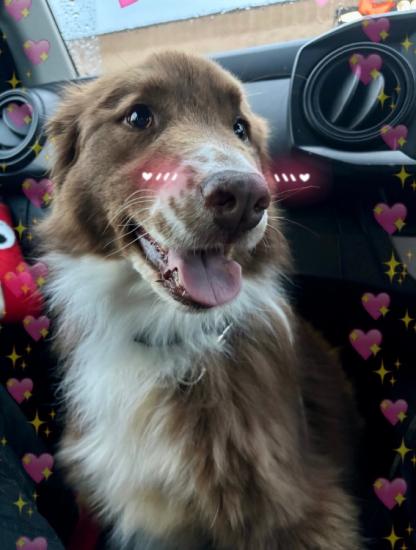 bella 7yr old dog