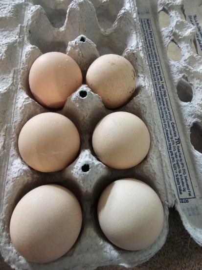 Guinea Hen Hatching Eggs